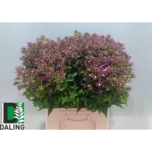 PHLOX P PINK EYES