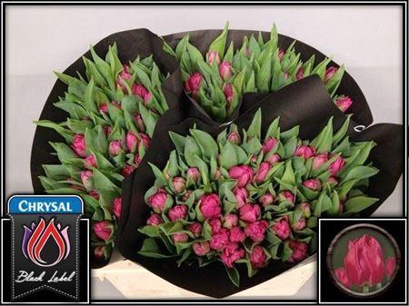 <h4>Tu Du Queen Of Marve</h4>