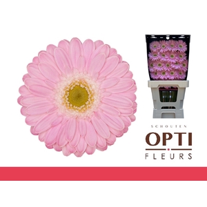 Germini Babble Diamond