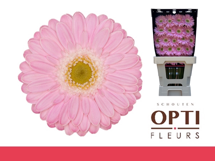 <h4>Germini Babble Diamond</h4>