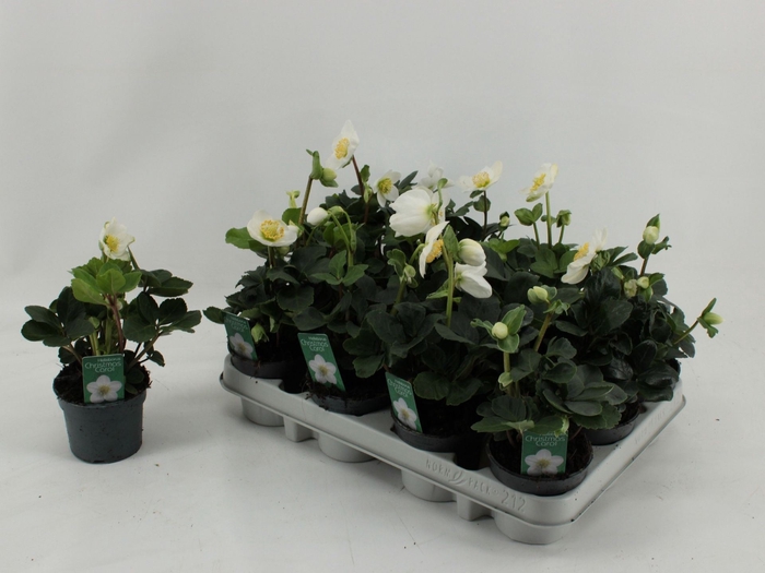 <h4>Helleborus niger Christmas Carol</h4>