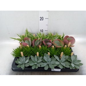 Planten ..mix