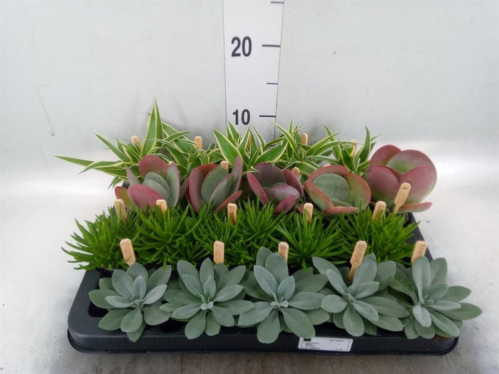 <h4>Planten ..mix</h4>