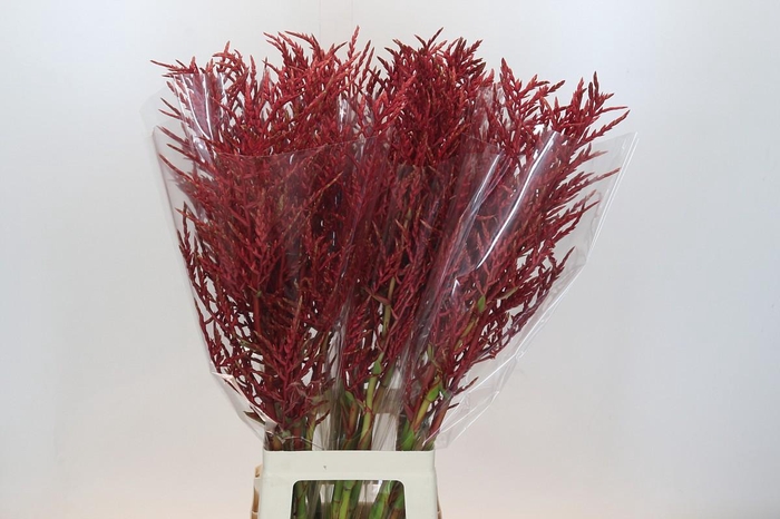 <h4>Bromelia Red Paloma</h4>