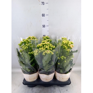 Kalanchoe  'MoreFlow Sunny Pink'