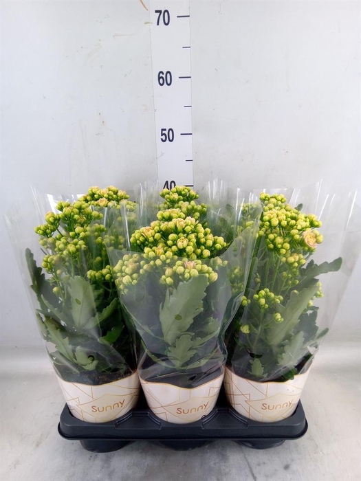 <h4>Kalanchoe  'MoreFlow Sunny Pink'</h4>