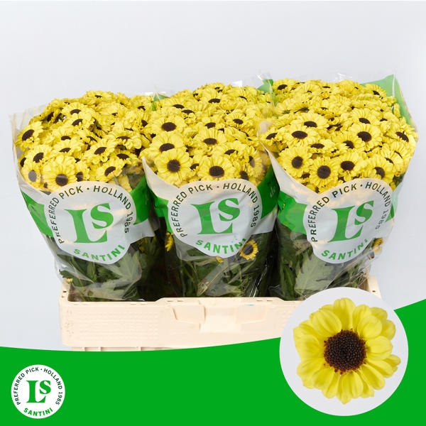 <h4>Chr San Patrese Sunny Landscheiding</h4>