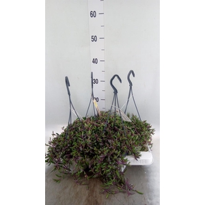 Senecio   ...
