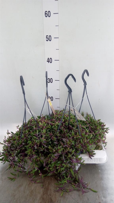 <h4>Senecio ...</h4>
