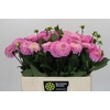 Dahlia Wizard of Oz