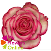 R Gr Blush Bicolor 60cm EC