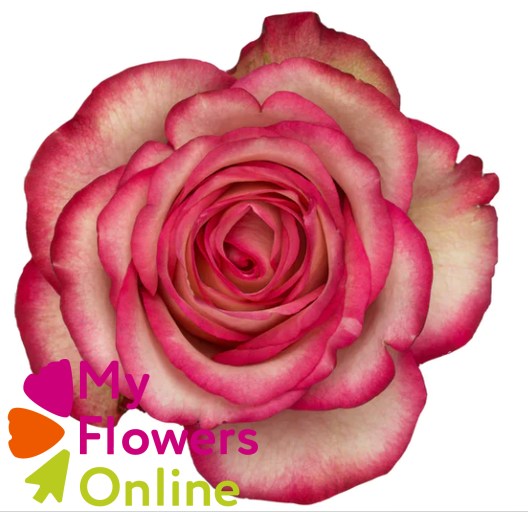 R Gr Blush Bicolor 60cm EC