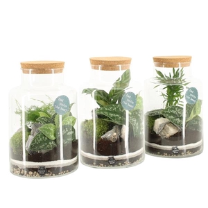 Arrangementen kamerplanten H%