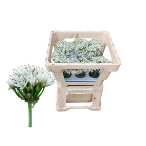ALLIUM TUBEROSUM