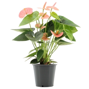 Anthurium 12 cm Spirit in transparant sleeve