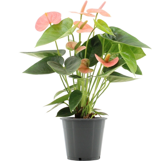 <h4>Anthurium 12 cm Spirit in transparant sleeve</h4>
