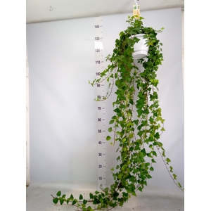 Hedera helix 'Anna'