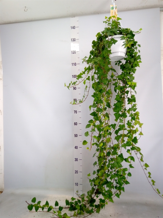 <h4>Hedera helix 'Anna'</h4>