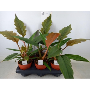 Philodendron bipinn.