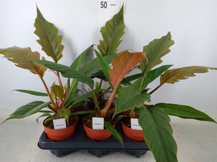 <h4>Philodendron bipinn.</h4>
