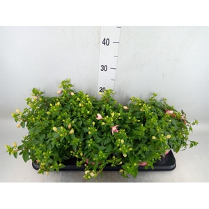 Fuchsia  'Bella Fuchsia Sophia'