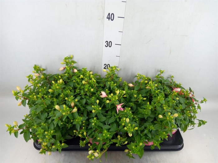 <h4>Fuchsia  'Bella Fuchsia Sophia'</h4>