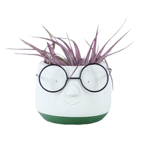 ARR TILLANDSIA