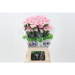 Di St Pastel Damascus