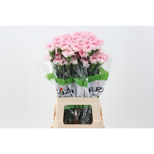 Di St Pastel Damascus