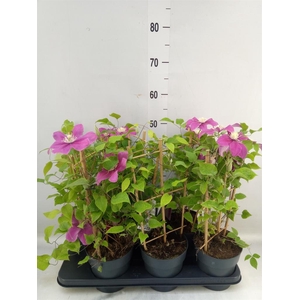 Clematis  'Boulevard'   ...