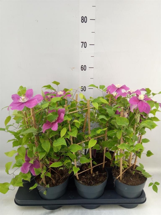 <h4>Clematis  'Boulevard'   ...</h4>