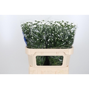 Aster Cassy