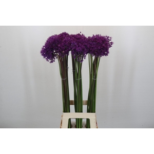 Allium Purple Sensation