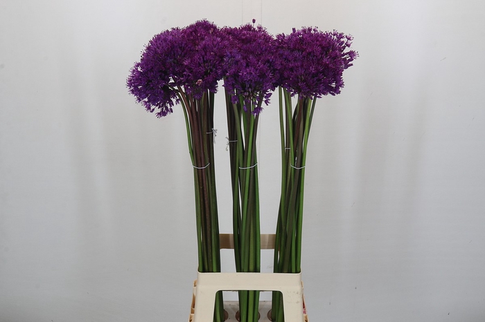 <h4>Allium Purple Sensation</h4>