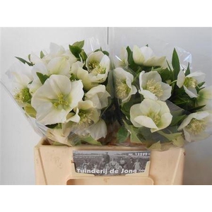 Hell Or Queens White