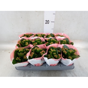 Kalanchoe  'RoseFlow Noelle'