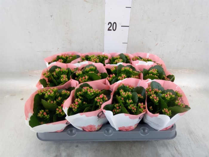 <h4>Kalanchoe  'RoseFlow Noelle'</h4>