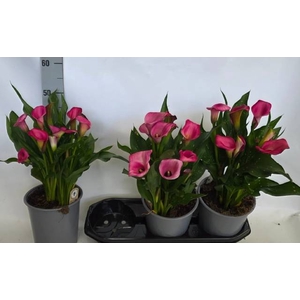 .Zantedeschia zazu