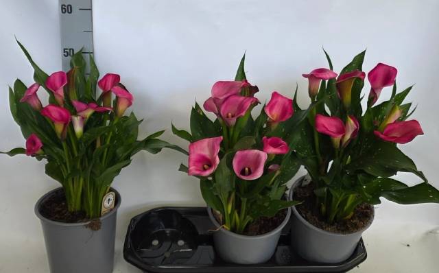 <h4>.Zantedeschia zazu</h4>