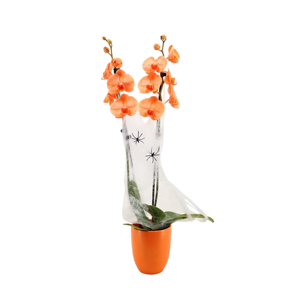 <h4>Hugo Mandarin Phal I Am Orange 2T14+ Spider & Web</h4>