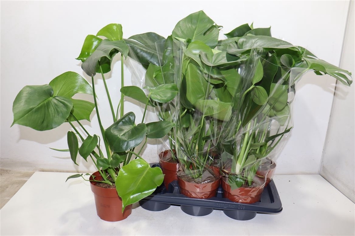 <h4>Monstera Deliciosa</h4>