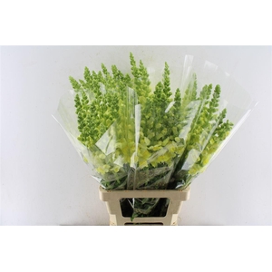 Antirrhinum Antibes Yellow