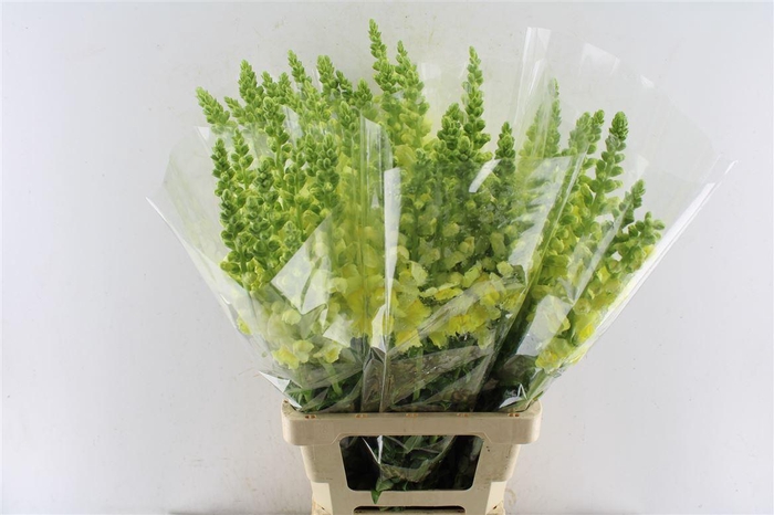 <h4>Antirrhinum Antibes Yellow</h4>