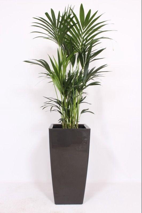 <h4>Howea Forsteriana in Piza pot "antraciet"</h4>