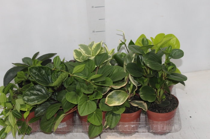 <h4>PEPEROMIA VARIADO P12</h4>