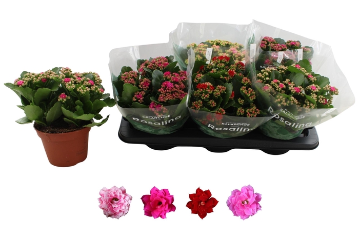 <h4>KAL GE RO GEM 4 KL</h4>