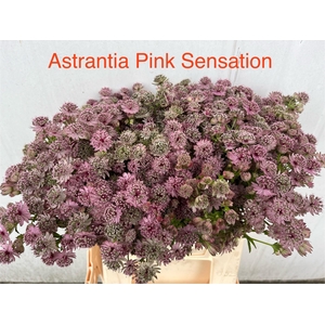 Astr Pink Sensation