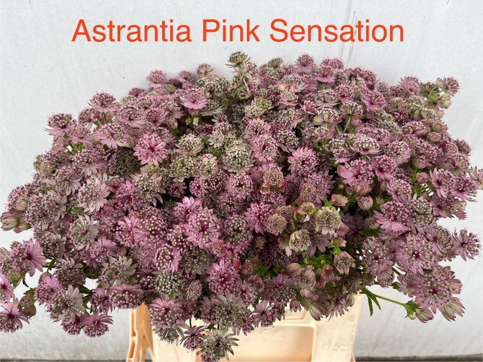 <h4>Astr Pink Sensation</h4>