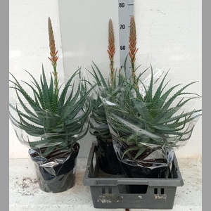 ALOE ARBORESCENS