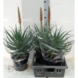 ALOE ARBORESCENS
